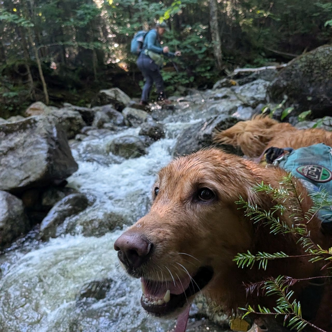 heckin crossing