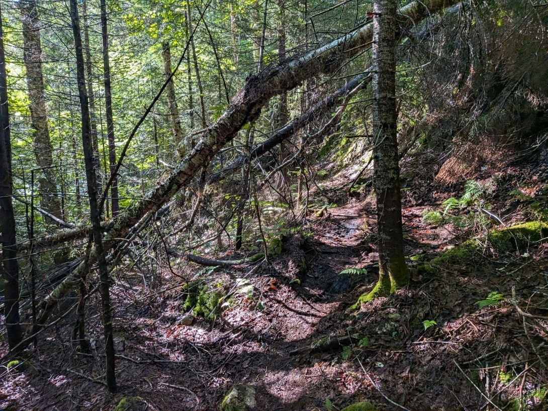 shadowy trail