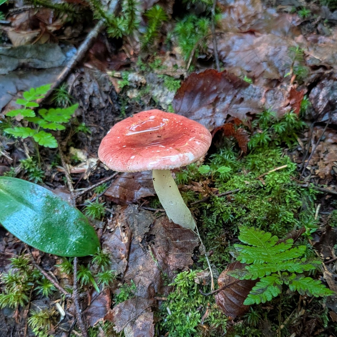 mushroom on trail