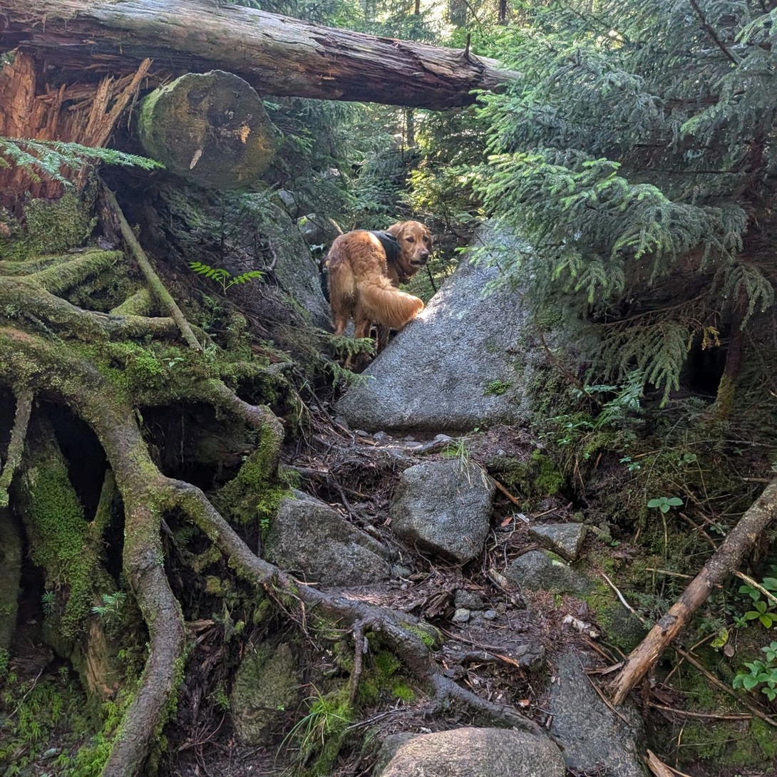Sunny finds it easy to crawl through the blowdown