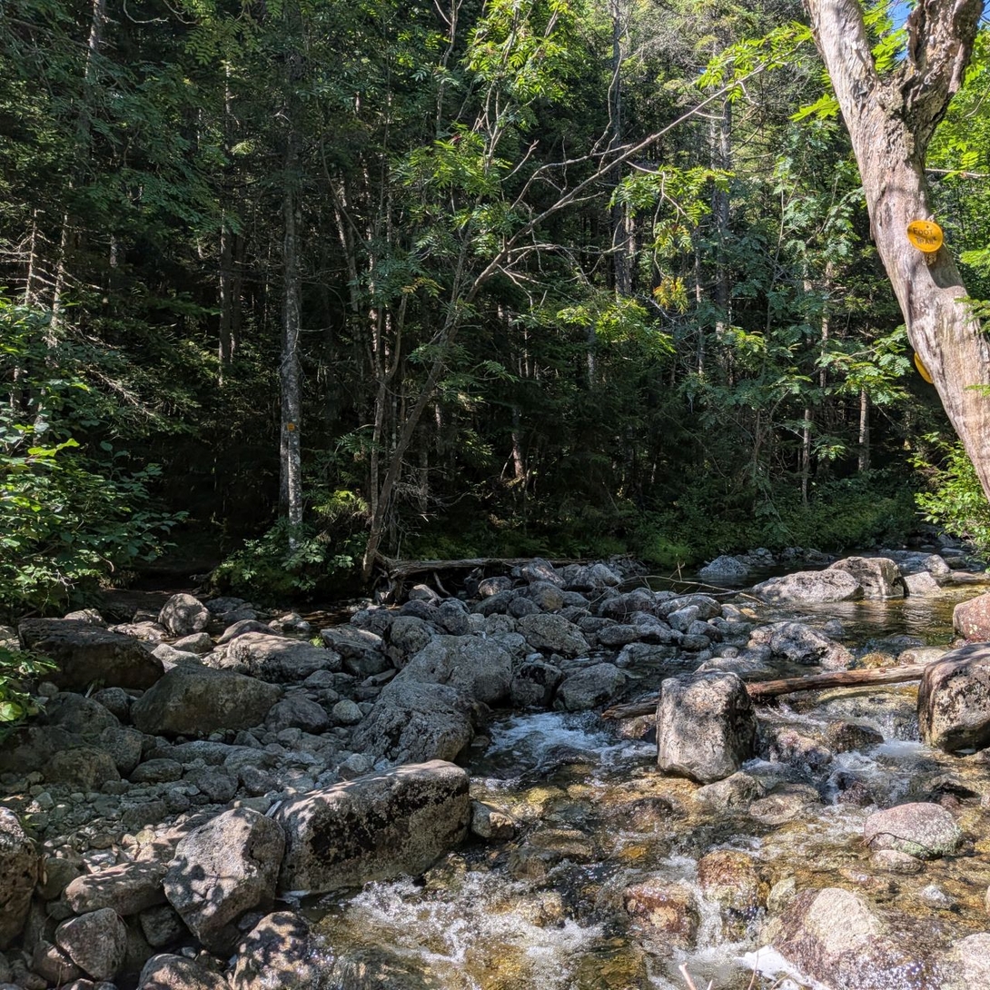 the trail going  into  the woods