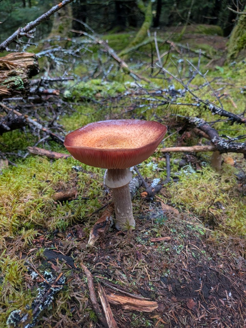 mushroom