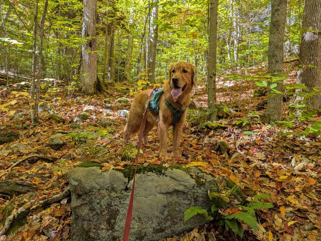 Sunny on a rock as the elevation started