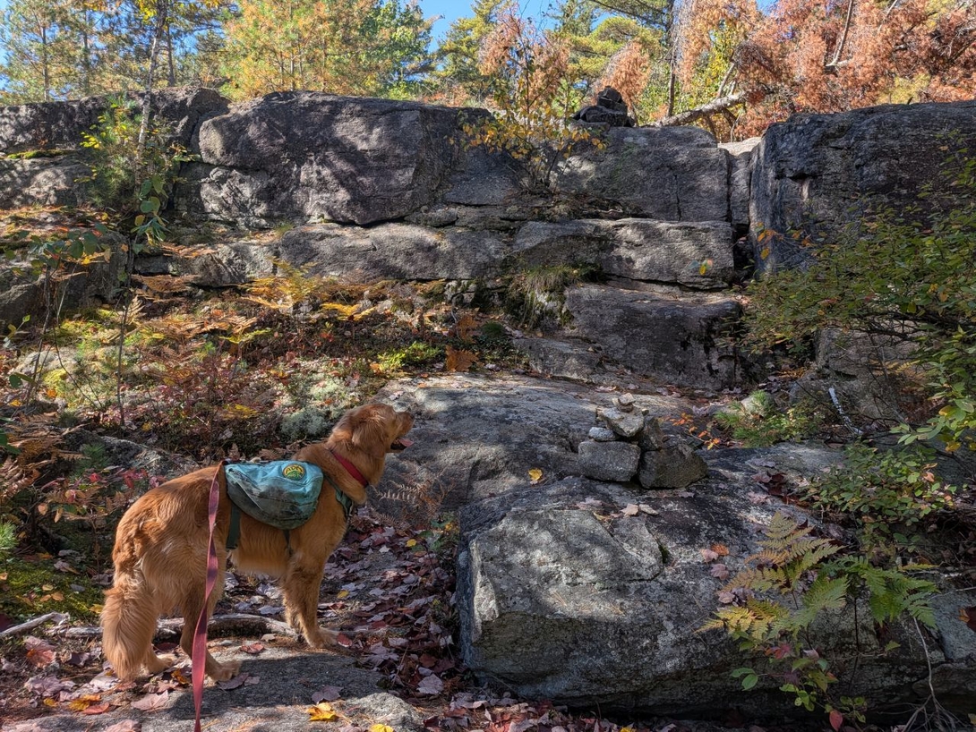 dog brain doing dog brain things