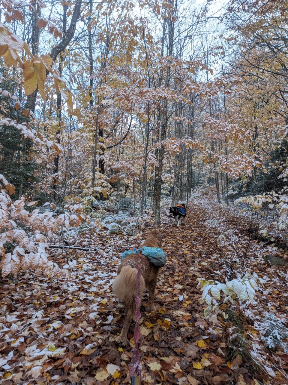 sunny and zuko in the snowliage