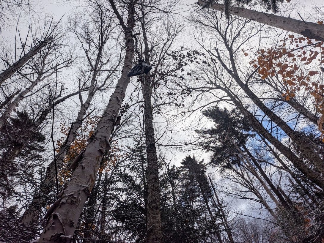 bag in a tree