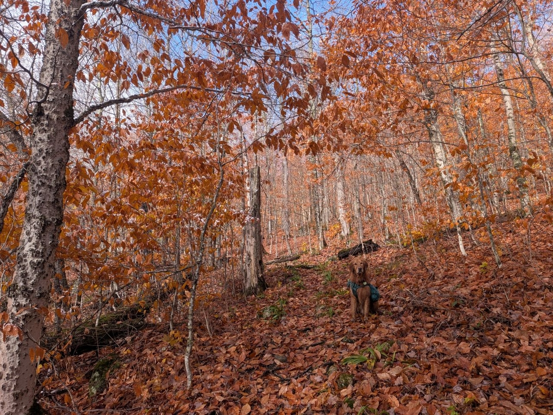 Foliage instead of snowliage