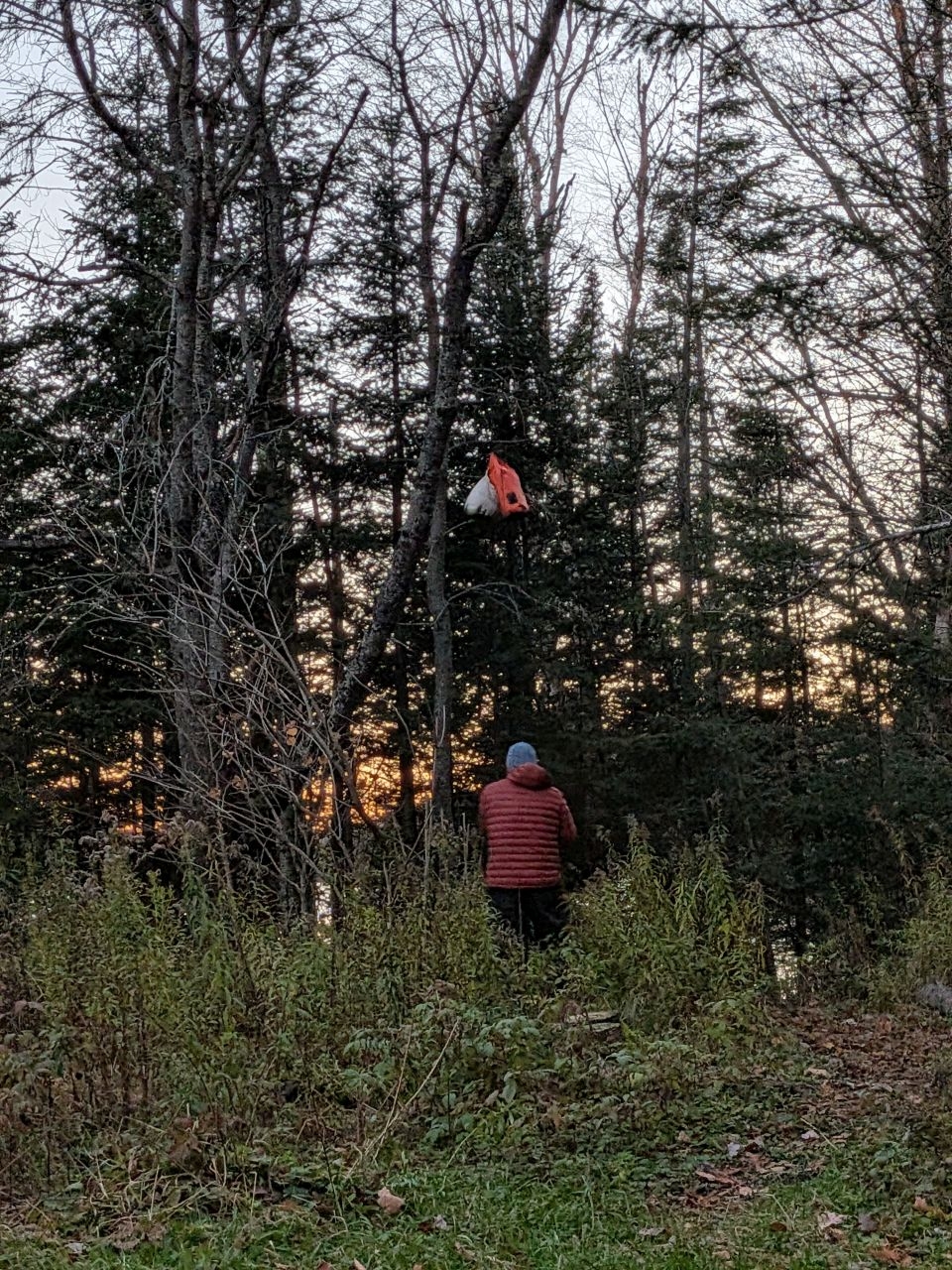 bear bag