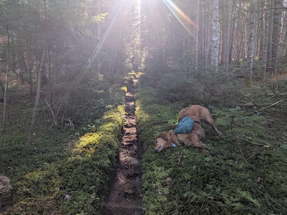 hugging the moss
