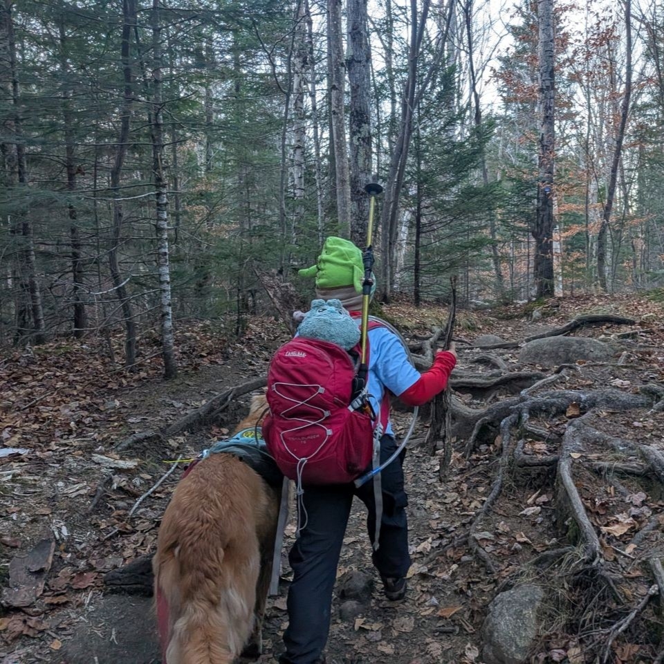 collecting bark